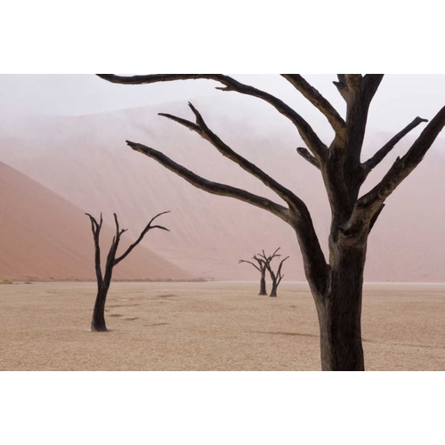 Namibia, Namib-Naukluft, Deadvlei Misty Morning